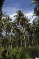 Palmumetsää Raya saarella